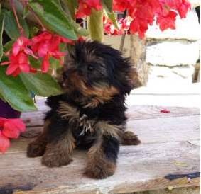 Yorkshire Terrier Mini