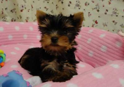 Yorkshire Terrier