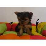 Yorkshire Terrier Filhote de Yorkshire Terrier So Paulo So Caetano Do Sul