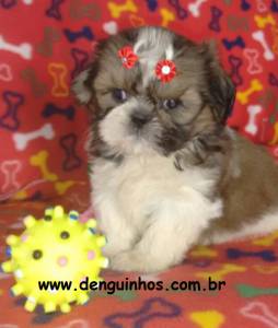 Filhotes de Shihtzu Macho e Fmea