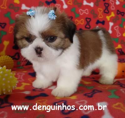 Filhotes de Shihtzu Macho e Fmea