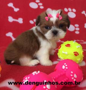 Filhote de Shih tzu no ABC