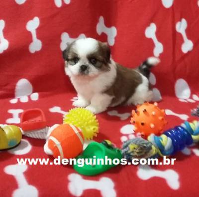 Filhote de Shih tzu no ABC