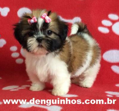 Filhote de Shih tzu no ABC