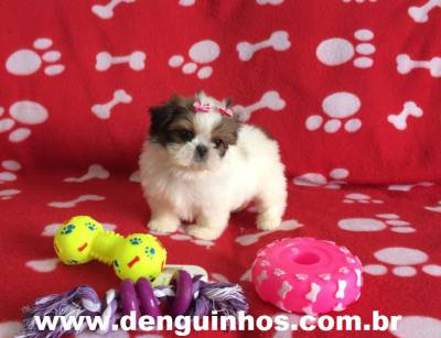 Filhotes de Shih Tzu SP Venda