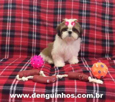 Filhotes de Shih Tzu SP Venda