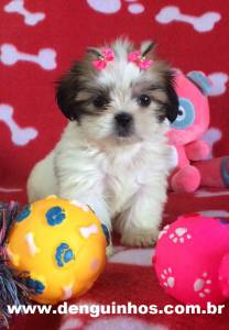 Filhotes de Shih Tzu SP Venda