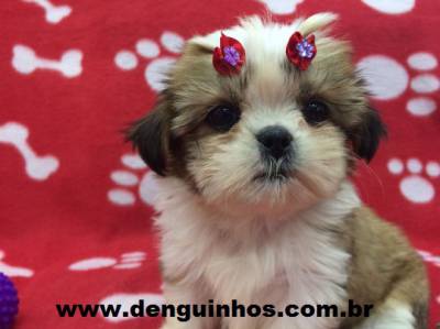 Filhotes de Shih Tzu SP Venda