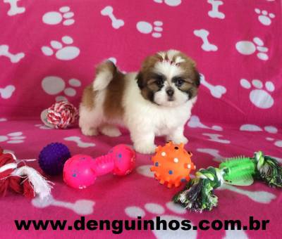 Filhote de Shih Tzu Entrega Imediata