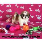 Shih-tzu Filhote de Shih Tzu Entrega Imediata So Paulo So Caetano Do Sul