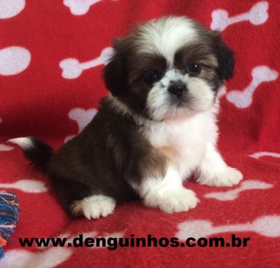 Filhote de Shih Tzu Entrega Imediata