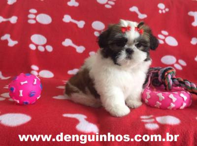 Filhote de Shih Tzu Entrega Imediata