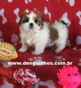 Filhote de Shih Tzu Entrega Imediata