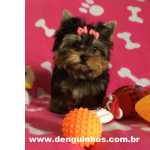 Yorkshire Terrier Filhote de Yorkshire Terrier So Paulo So Caetano Do Sul