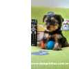 Yorkshire Terrier Filhotes de Yorkshire venda