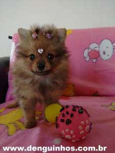 Filhotes de Lulu Pomerania Filhotes de Lulu Pomerania