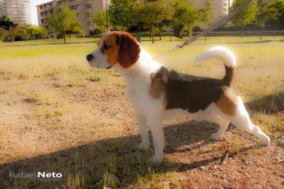 Beagle Macho com registo LOP