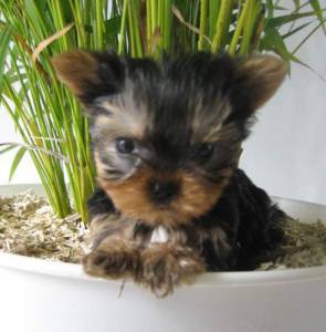 YORKSHIRE TERRIER MINI MINI