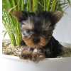 Yorkshire Terrier YORKSHIRE TERRIER MINI MINI