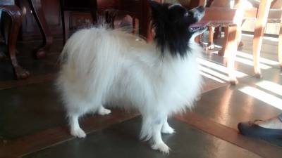 Vendo padreador papillon importado