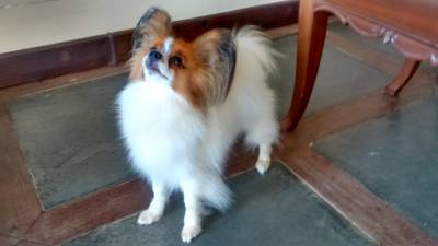 Vendo matriz papillon americana