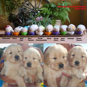 Lindos Filhotes de Golden Retriever