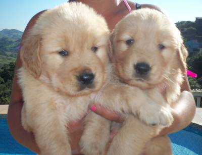 Lindos Filhotes de Golden Retriever