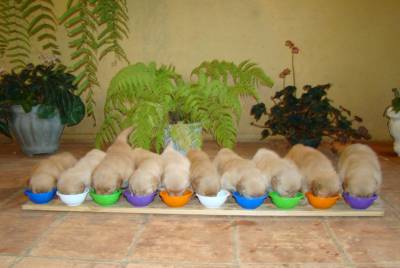 Lindos Filhotes de Golden Retriever