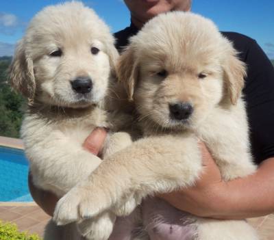 Lindos Filhotes de Golden Retriever