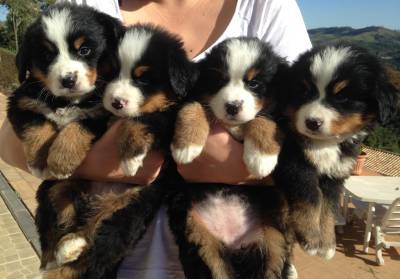 Lindos Filhotes de Bernese Mountain