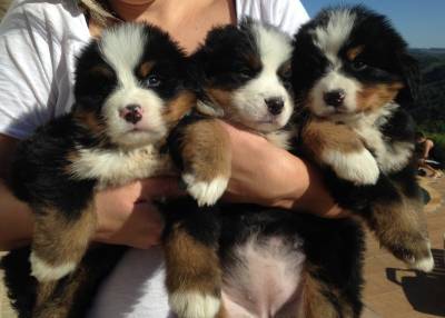 Lindos Filhotes de Bernese Mountain