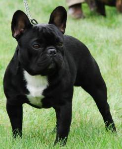 Bouledogue Frances disponivel para montas