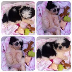 filhotes shihtzu pentrega itaquera zleste