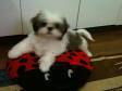 femeas de shihtzu itaquera zleste