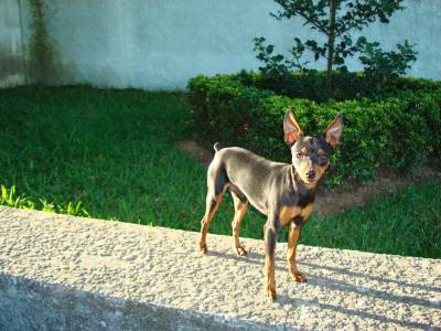 Pinscher disponivel