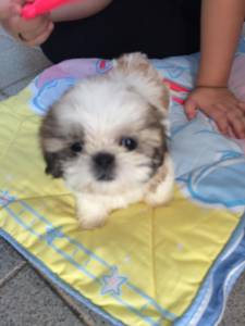 femeas shihtzu verdadeiras bonequinhas zleste