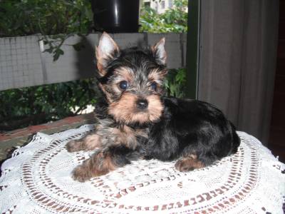 Yorkshire Terrier Macho