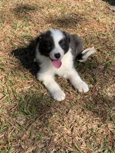 Filhotes de Border Collie