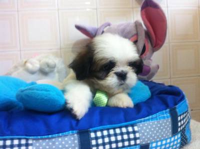 filhotes nova ninhada de shih tzu mini e padro