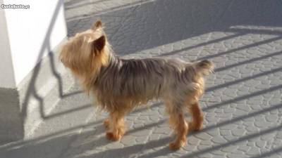 yorkshire terrier para cruzamentos