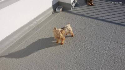 yorkshire terrier para cruzamentos