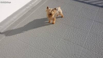 yorkshire terrier para cruzamentos