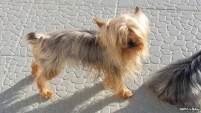 yorkshire terrier para cruzamentos