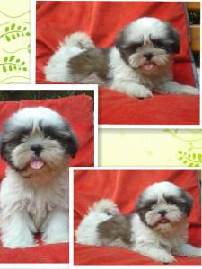 Lindos filhotes de shih tzu e Lhasa Apso Lindos filhotes de shih tzu e Lhasa Apso