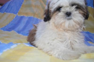 linda shihtzu femea tricolor tres meses itaquera