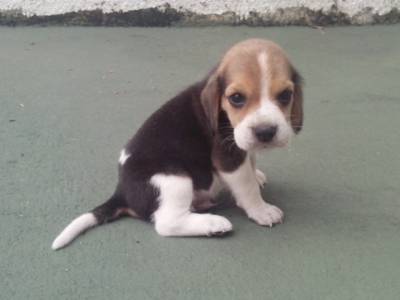 Vendo Filhotes de Beagle tricolor machos