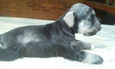 Vendo Filhotes de mini schnauzer maravilhosos