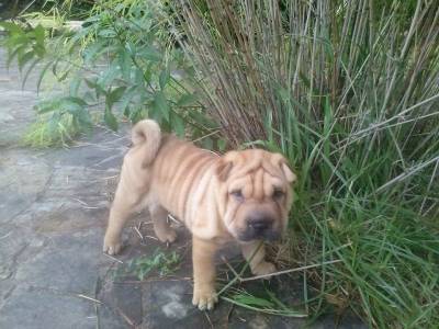 Shar Pei filhotes