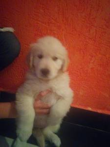 Goldem retriever com pedigree