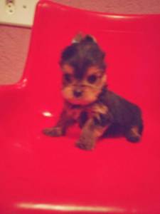 linda princesinha de yorkshire